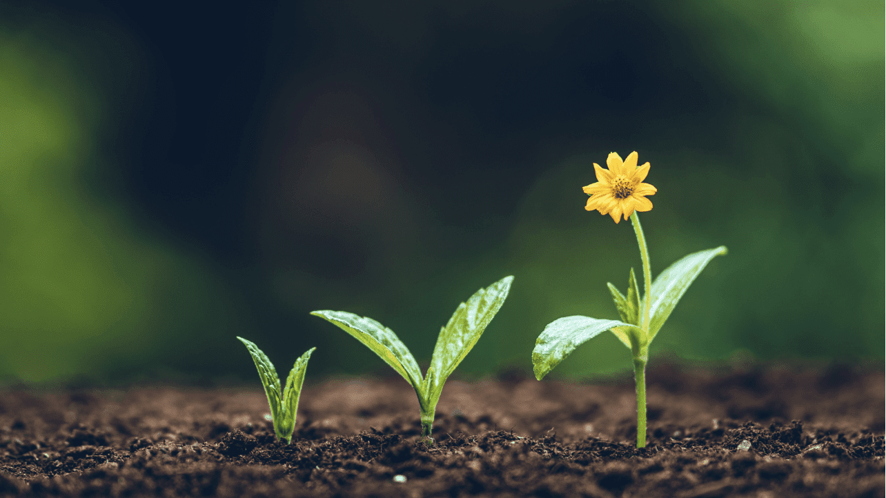 Four stages of plant growth from seedling to flowering.